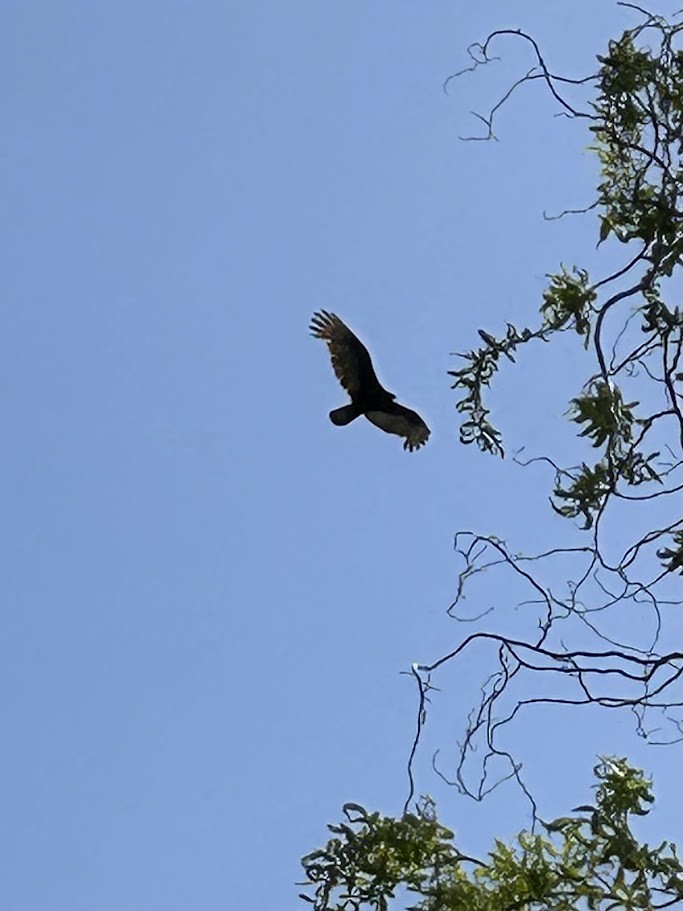 Turkey Vulture - ML619033315