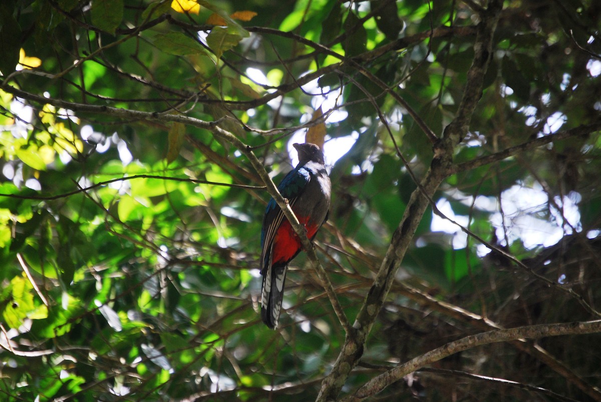 White-tipped Quetzal - ML619033334