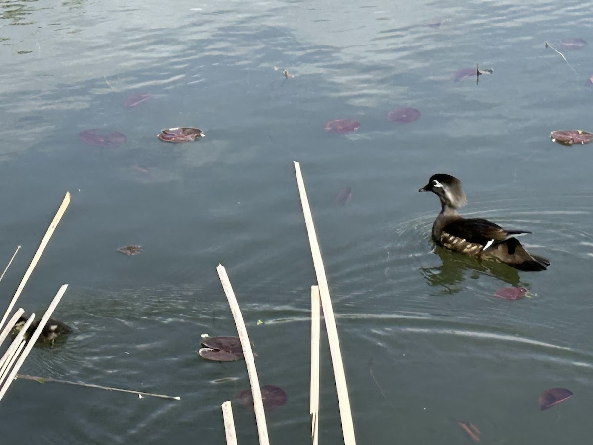 Wood Duck - Anonymous