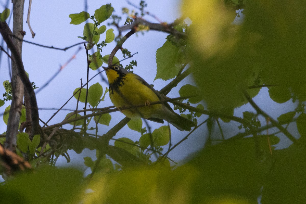 Canada Warbler - Aaron Sun