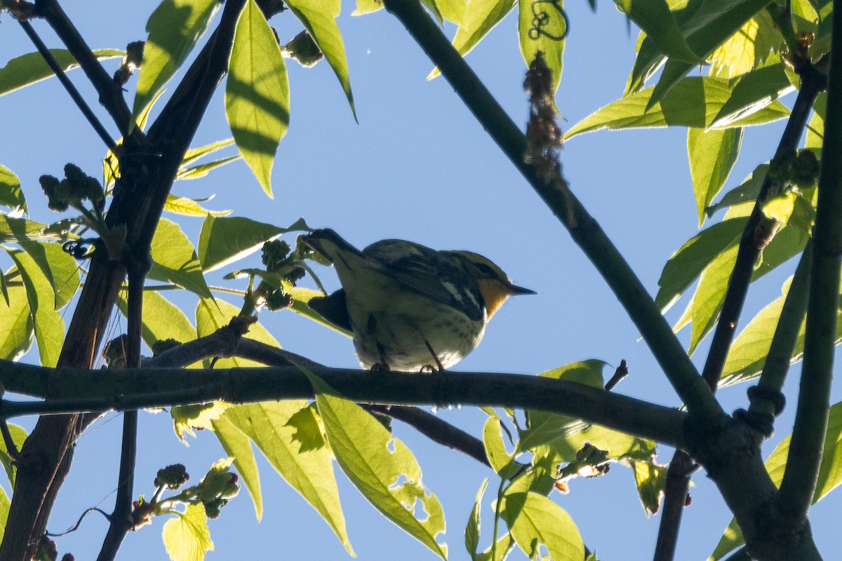 Blackburnian Warbler - Aaron Sun