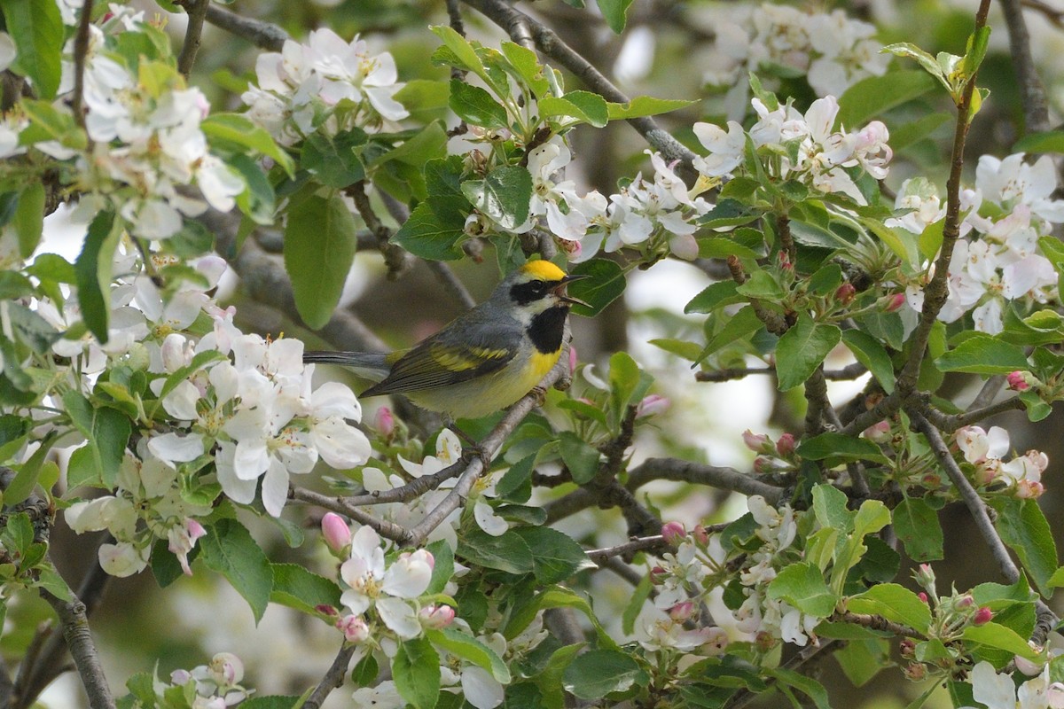 Golden-winged x Blue-winged Warbler (hybrid) - Grace C