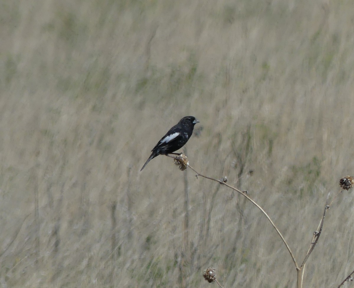 Lark Bunting - Kara Carragher