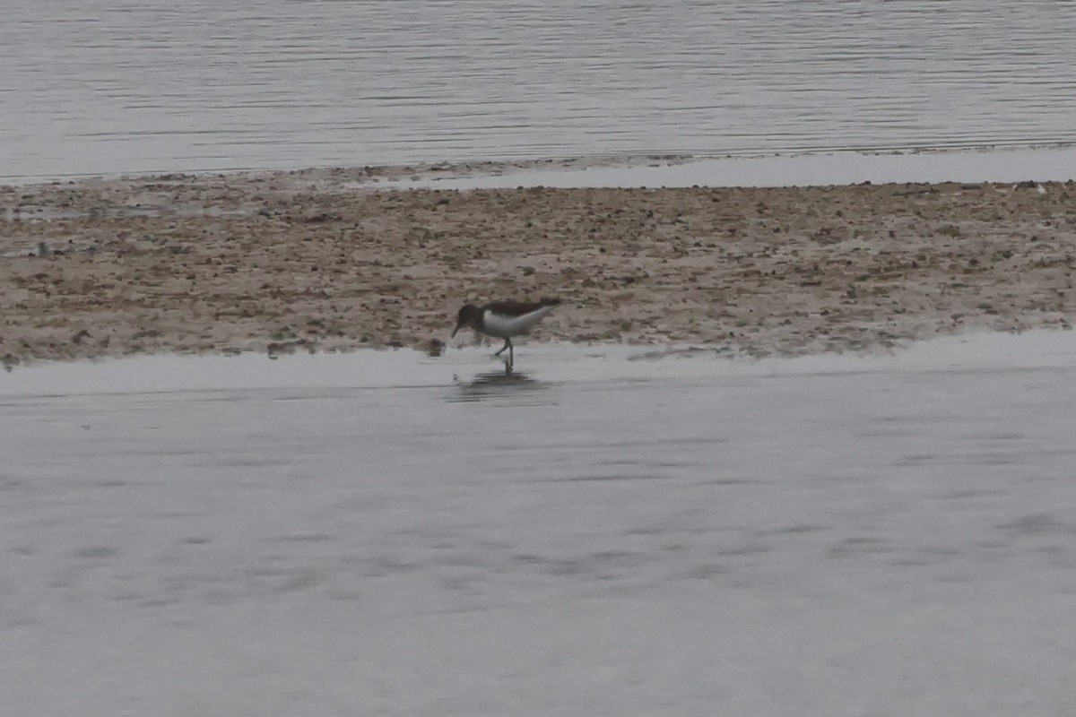 Common Sandpiper - ML619033433