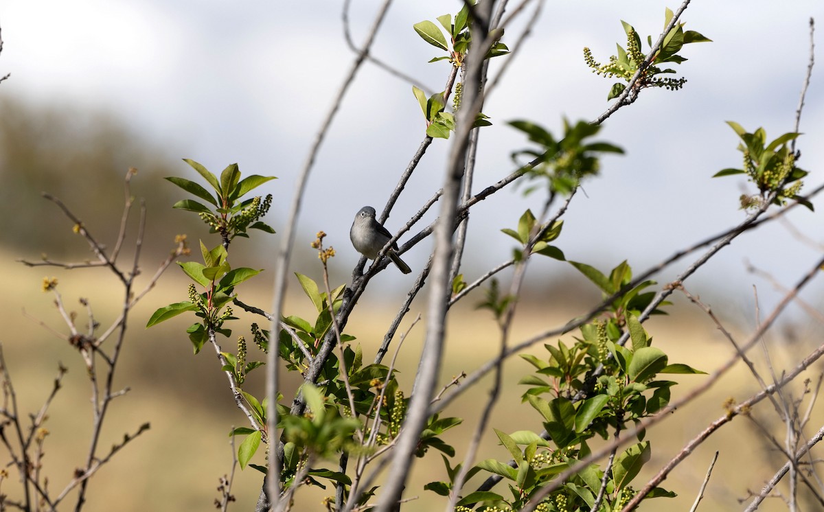 Blue-gray Gnatcatcher - ML619033437