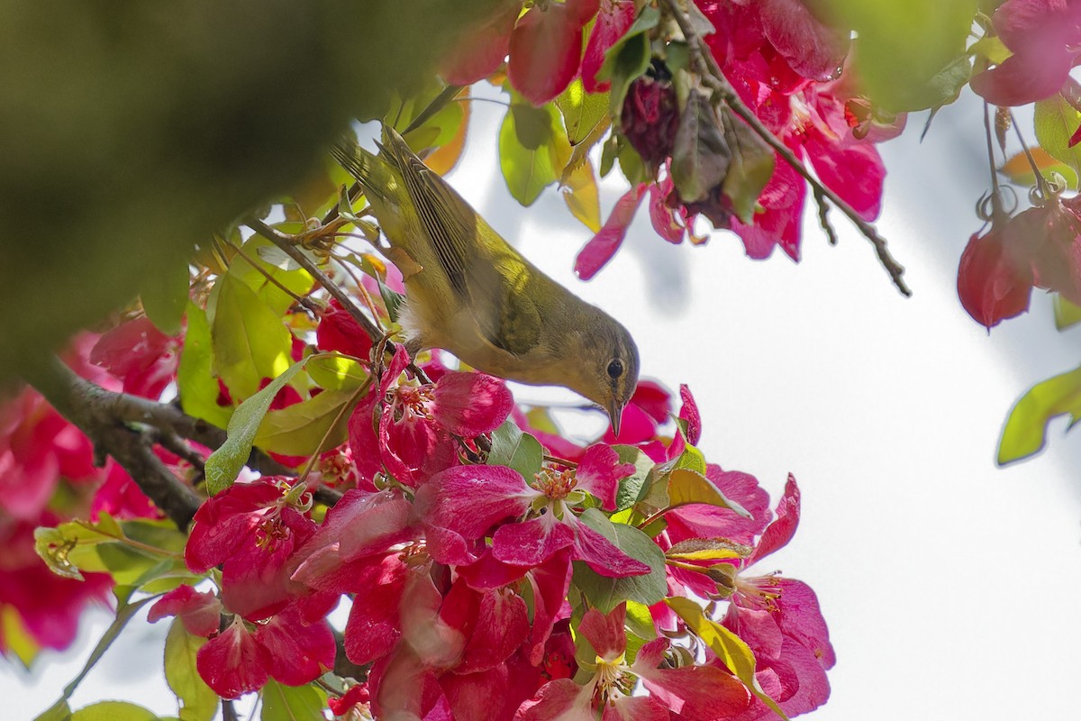 Tennessee Warbler - ML619033444