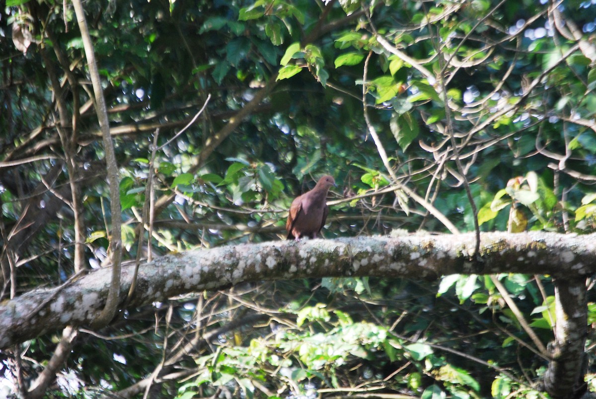 Pigeon vineux - ML619033464