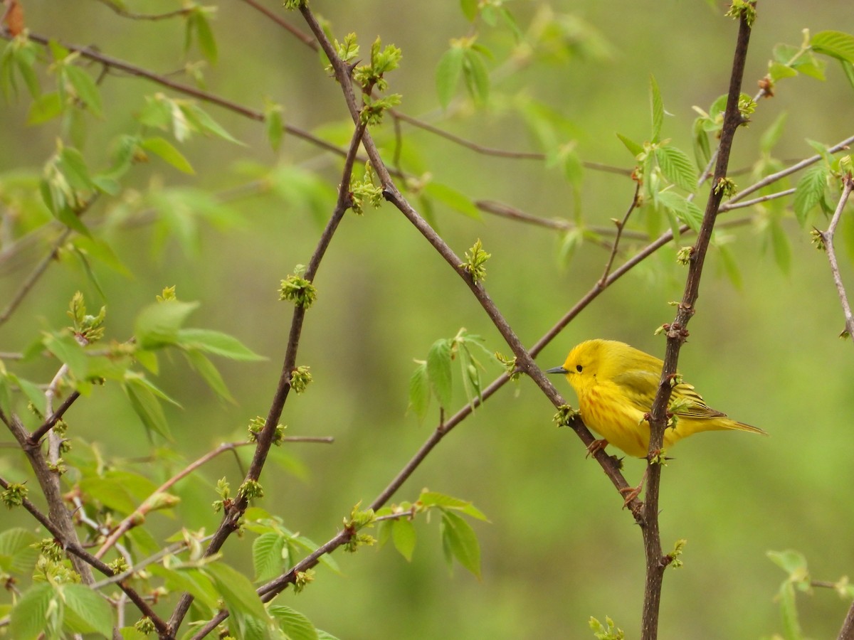 Yellow Warbler - ML619033467