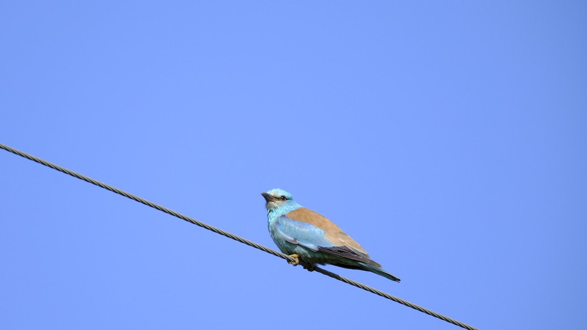 European Roller - ML619033470