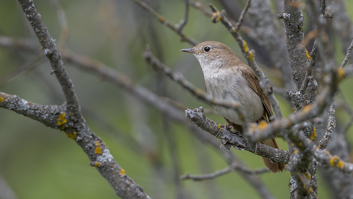 Common Nightingale - Engin BIYIKOĞLU