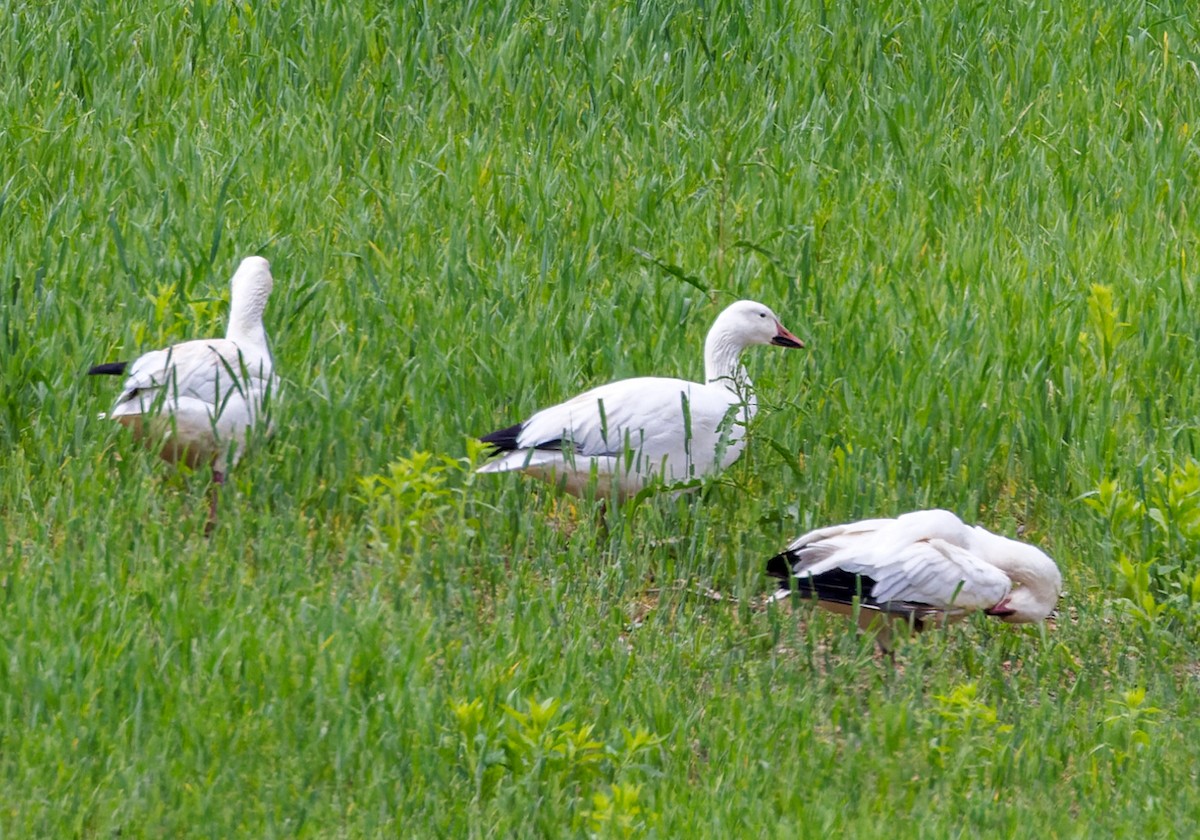 Snow Goose - ML619033478