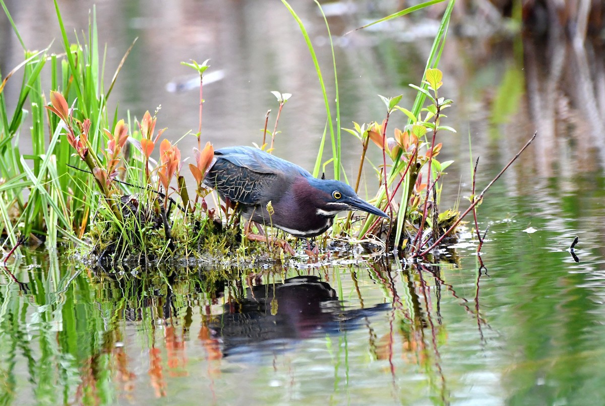 Green Heron - Stéphane Barrette