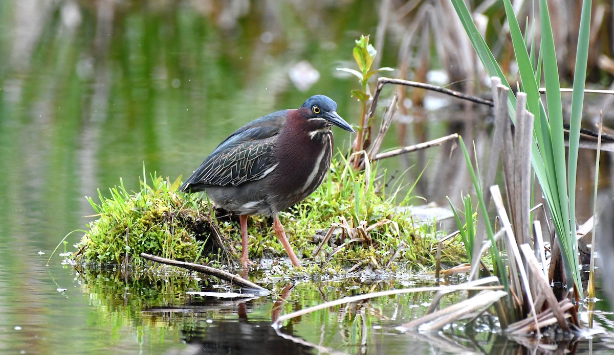 Green Heron - Stéphane Barrette