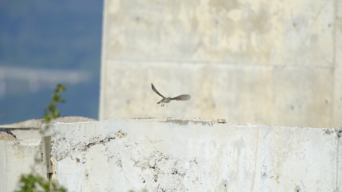 Spotted Flycatcher - Hakan Dolek