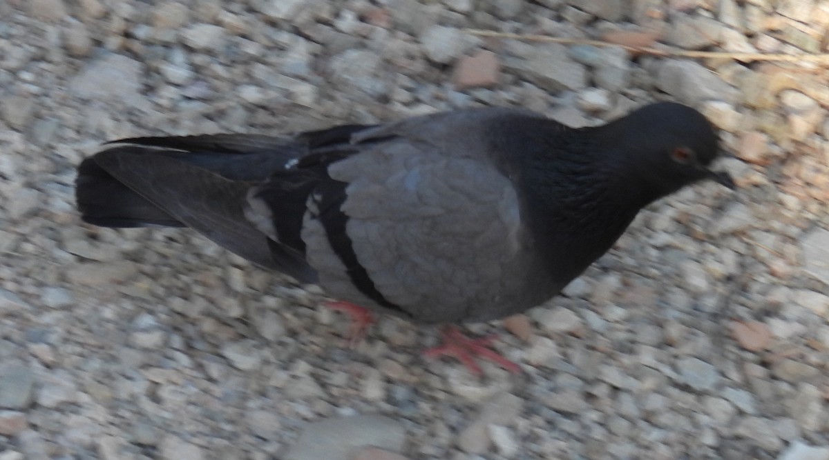 Rock Pigeon (Feral Pigeon) - Jeffrey Blalock