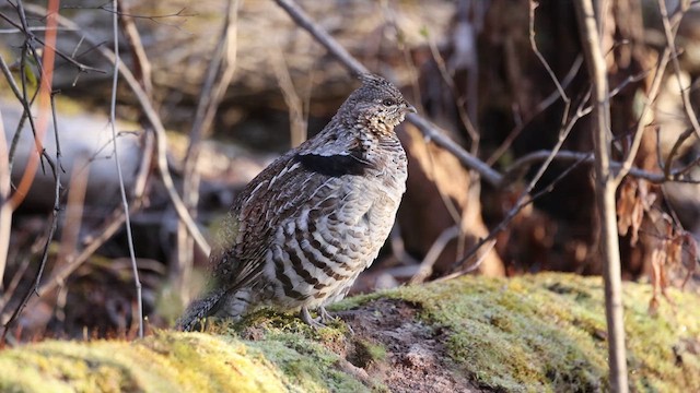 Ruffed Grouse - ML619033525