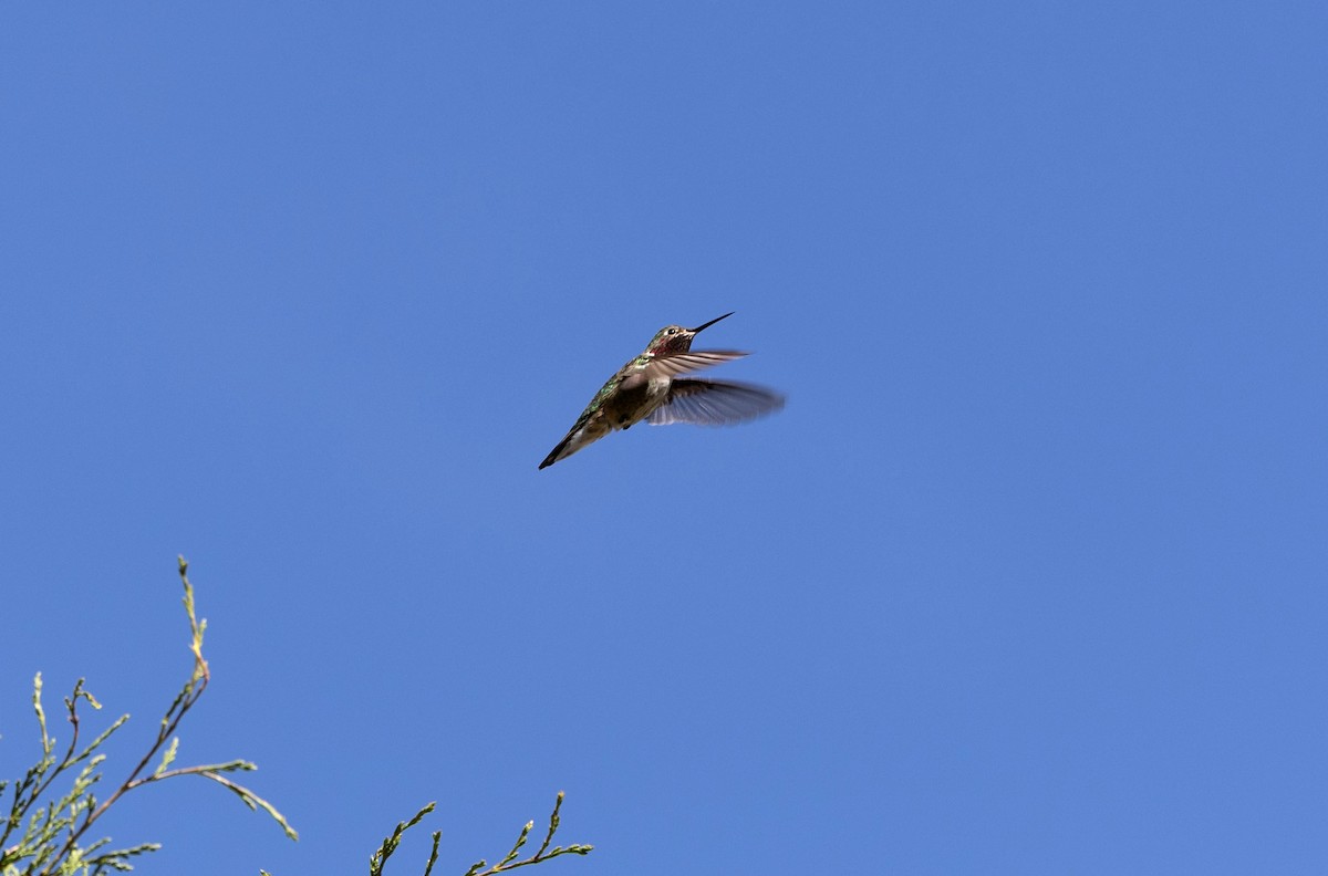 Broad-tailed Hummingbird - ML619033537