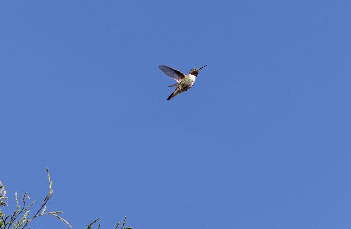 Broad-tailed Hummingbird - ML619033538