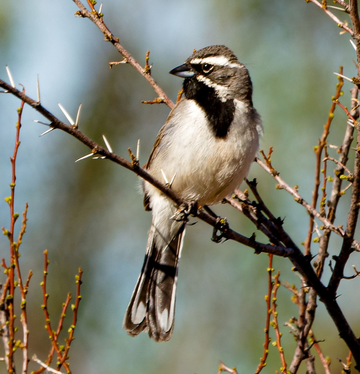 Black-throated Sparrow - Kip Miller