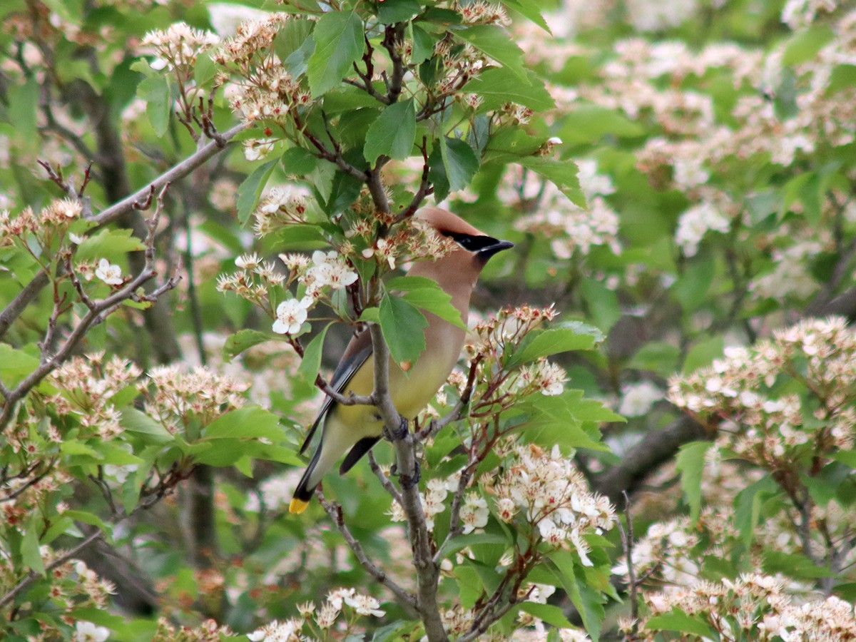 Cedar Waxwing - ML619033550