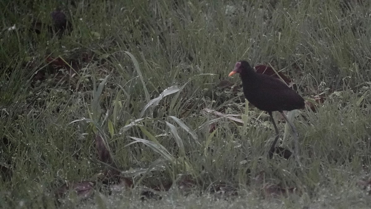 Wattled Jacana - ML619033552