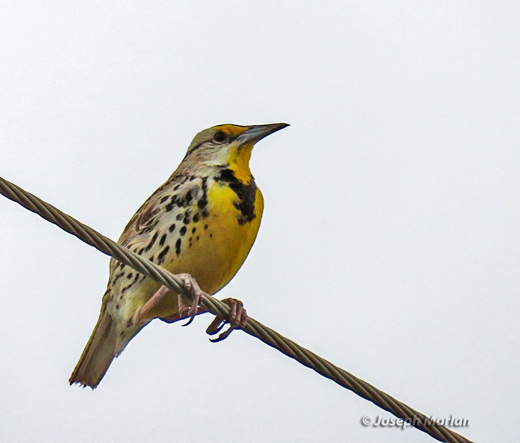 Eastern Meadowlark - ML619033554