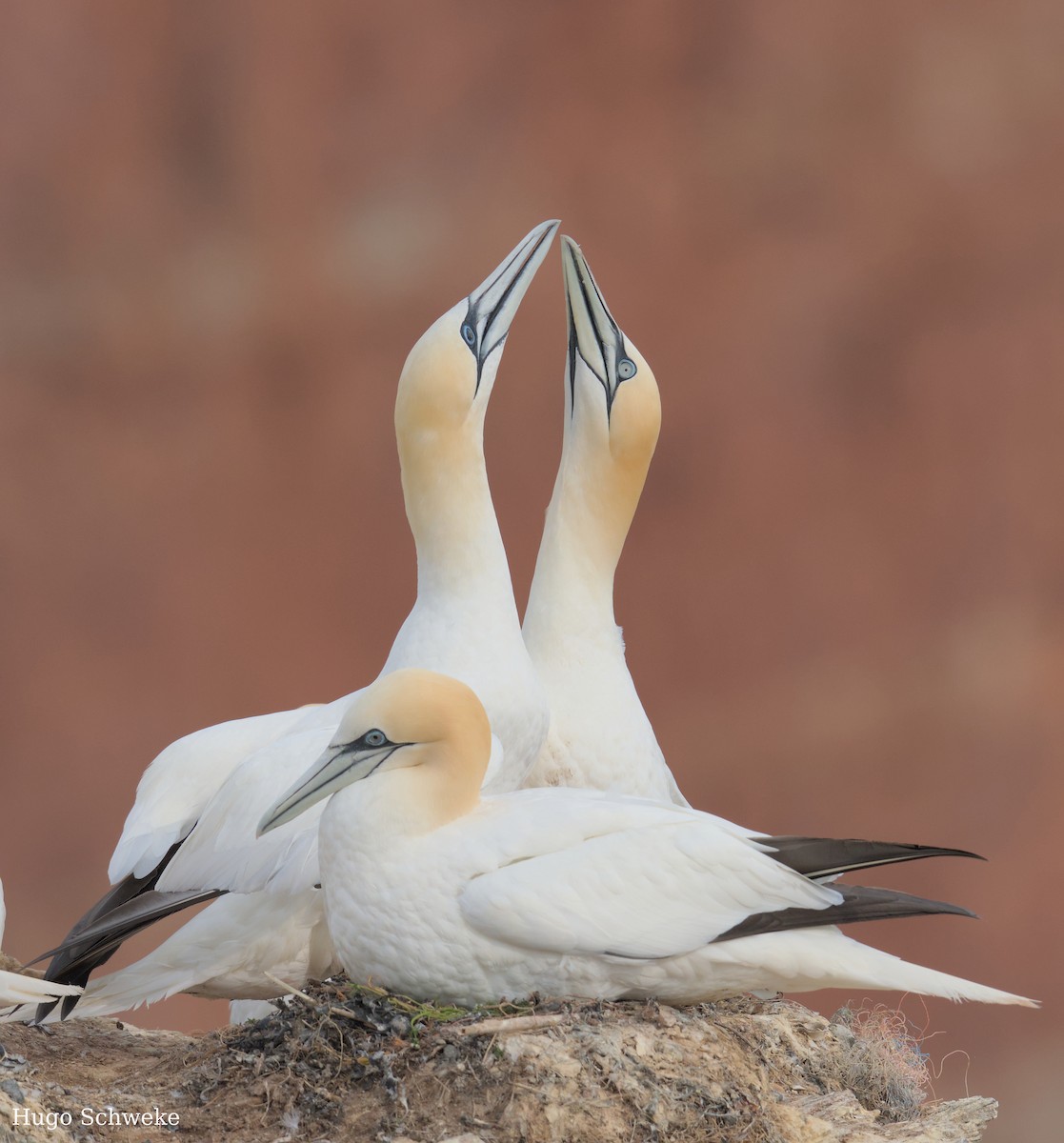 Northern Gannet - ML619033555