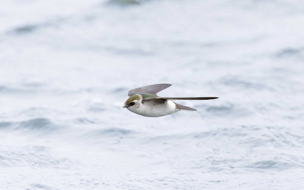 Violet-green Swallow - Timo Mitzen