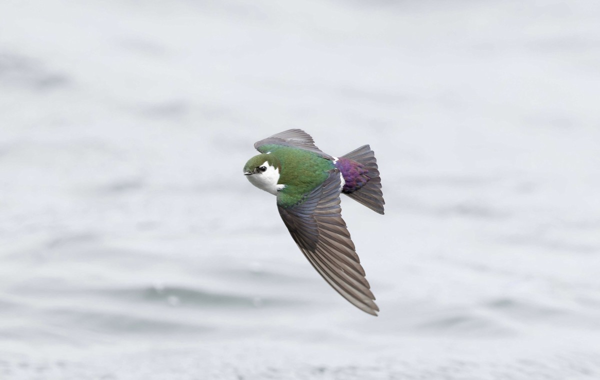 Violet-green Swallow - Timo Mitzen