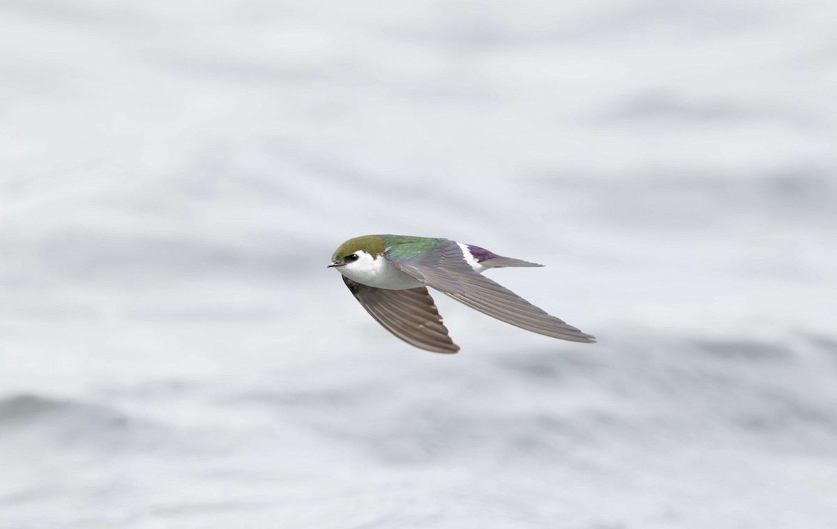 Violet-green Swallow - Timo Mitzen