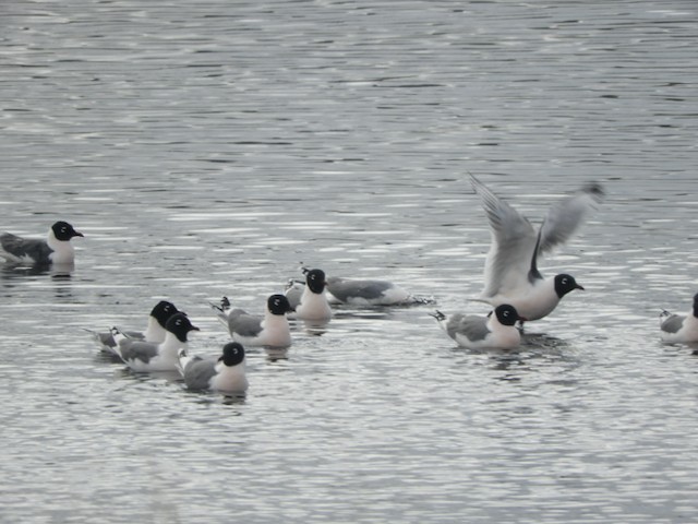 Franklin's Gull - ML619033566