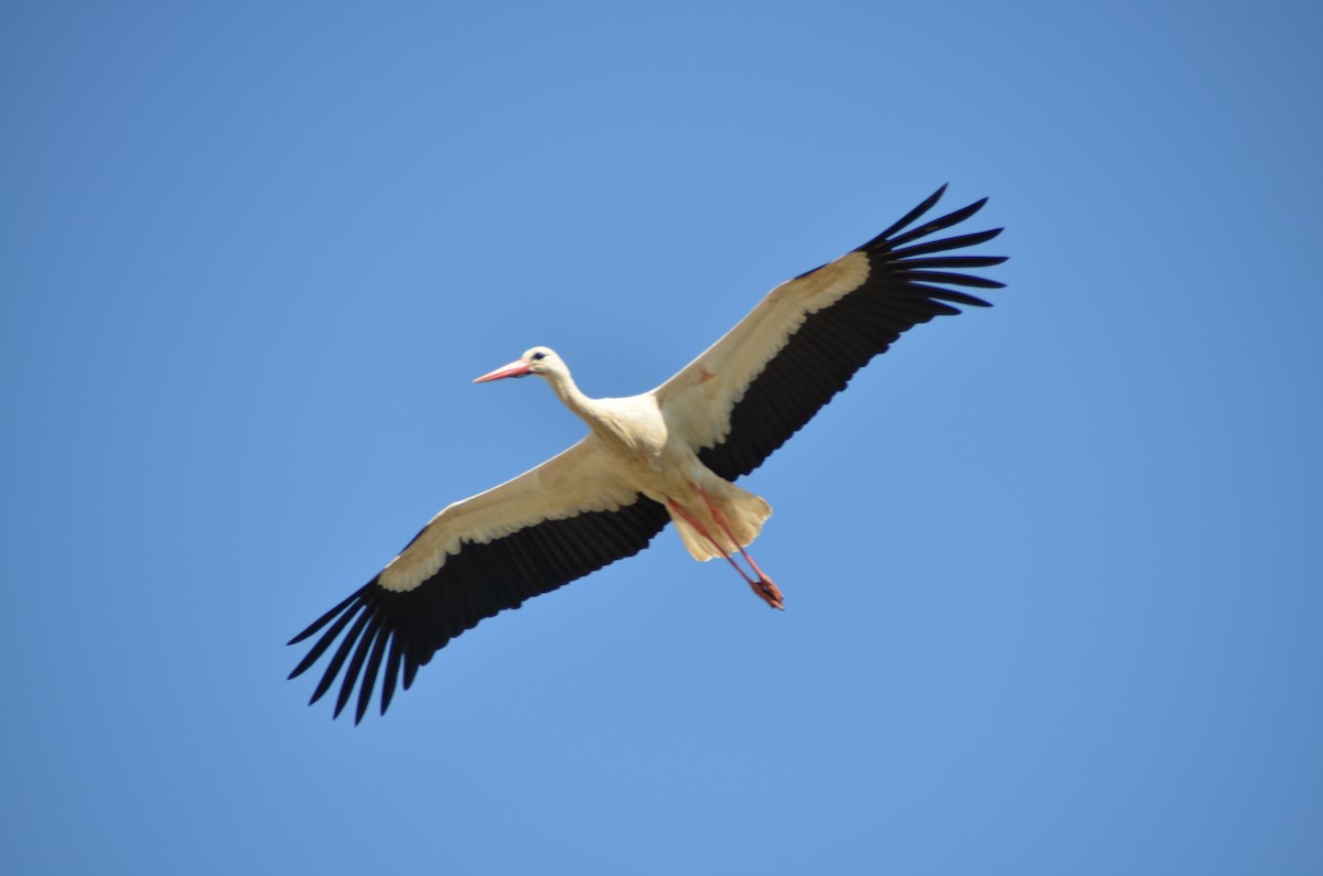 White Stork - ML619033575