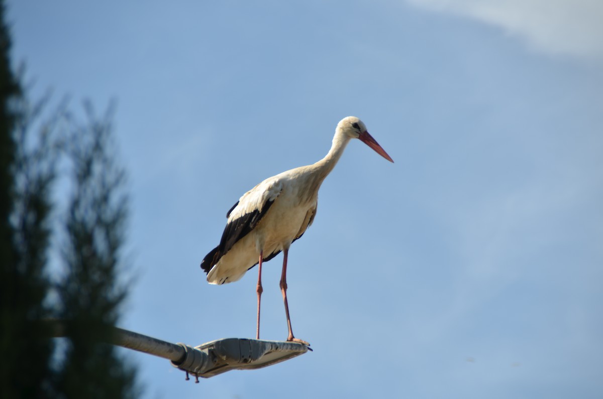 White Stork - ML619033576