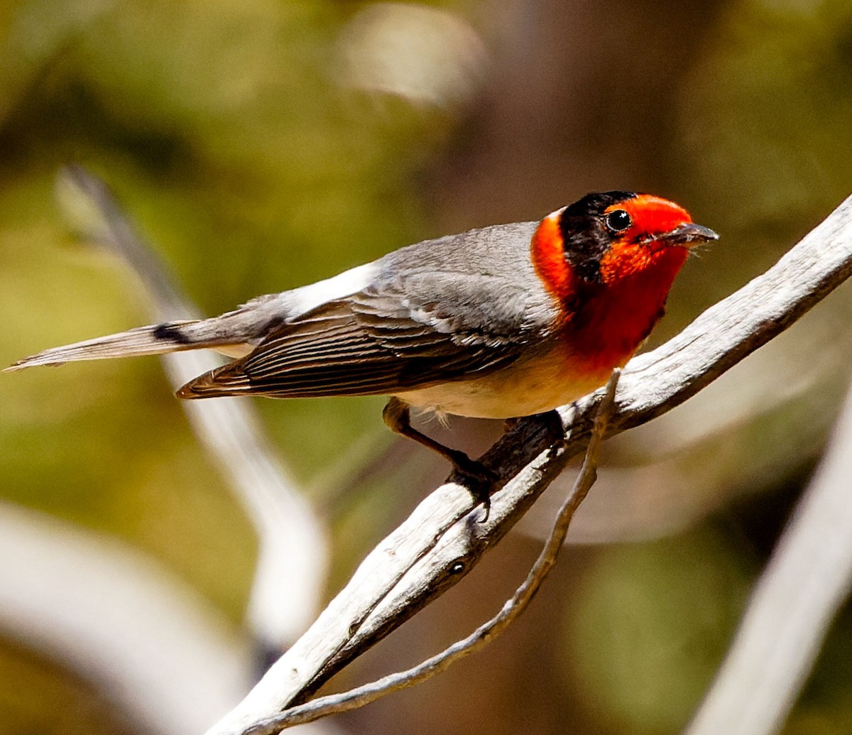 Red-faced Warbler - Kip Miller