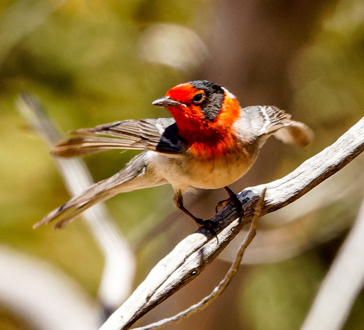 Red-faced Warbler - ML619033599