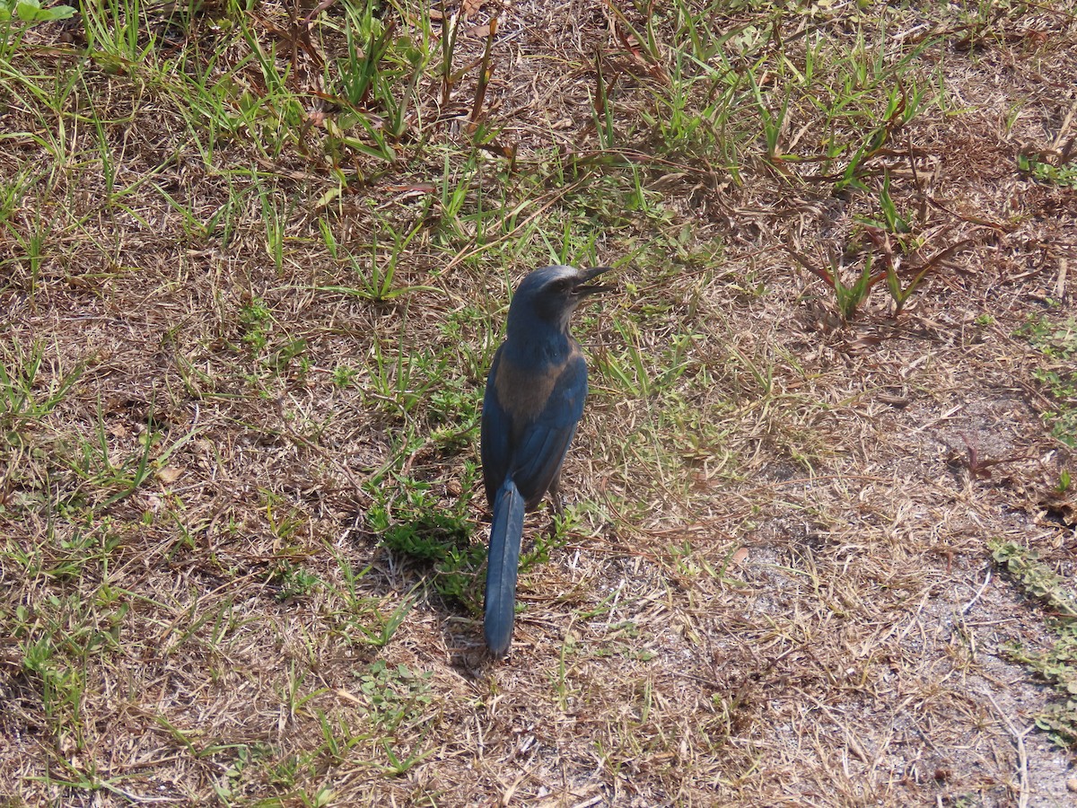 Florida Scrub-Jay - ML619033616