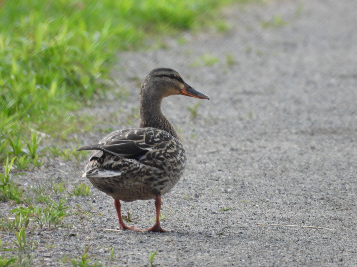 Mallard - Denis Provencher COHL