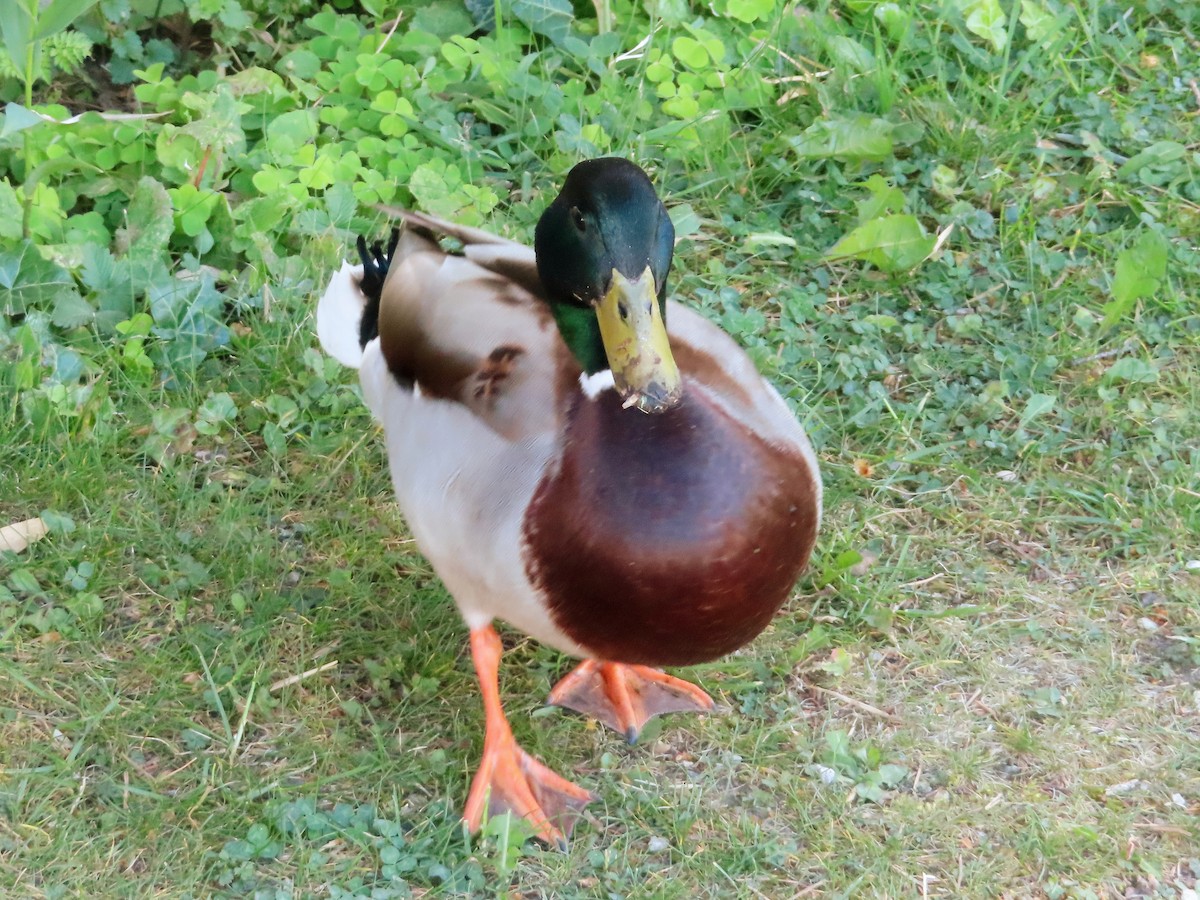 Mallard - Kseniia Marianna Prondzynska