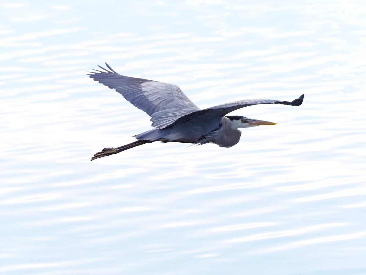 Great Blue Heron - ML619033642