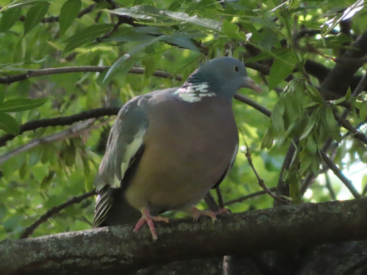 Common Wood-Pigeon - Kseniia Marianna Prondzynska