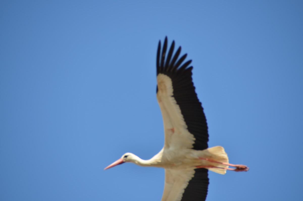 White Stork - Juan Fernando Vázquez
