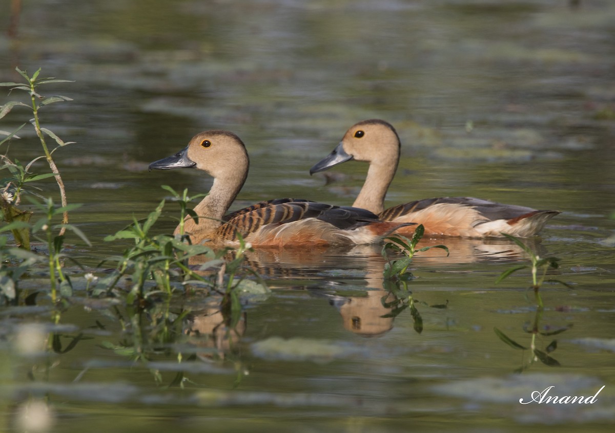 Lesser Whistling-Duck - Anand Singh