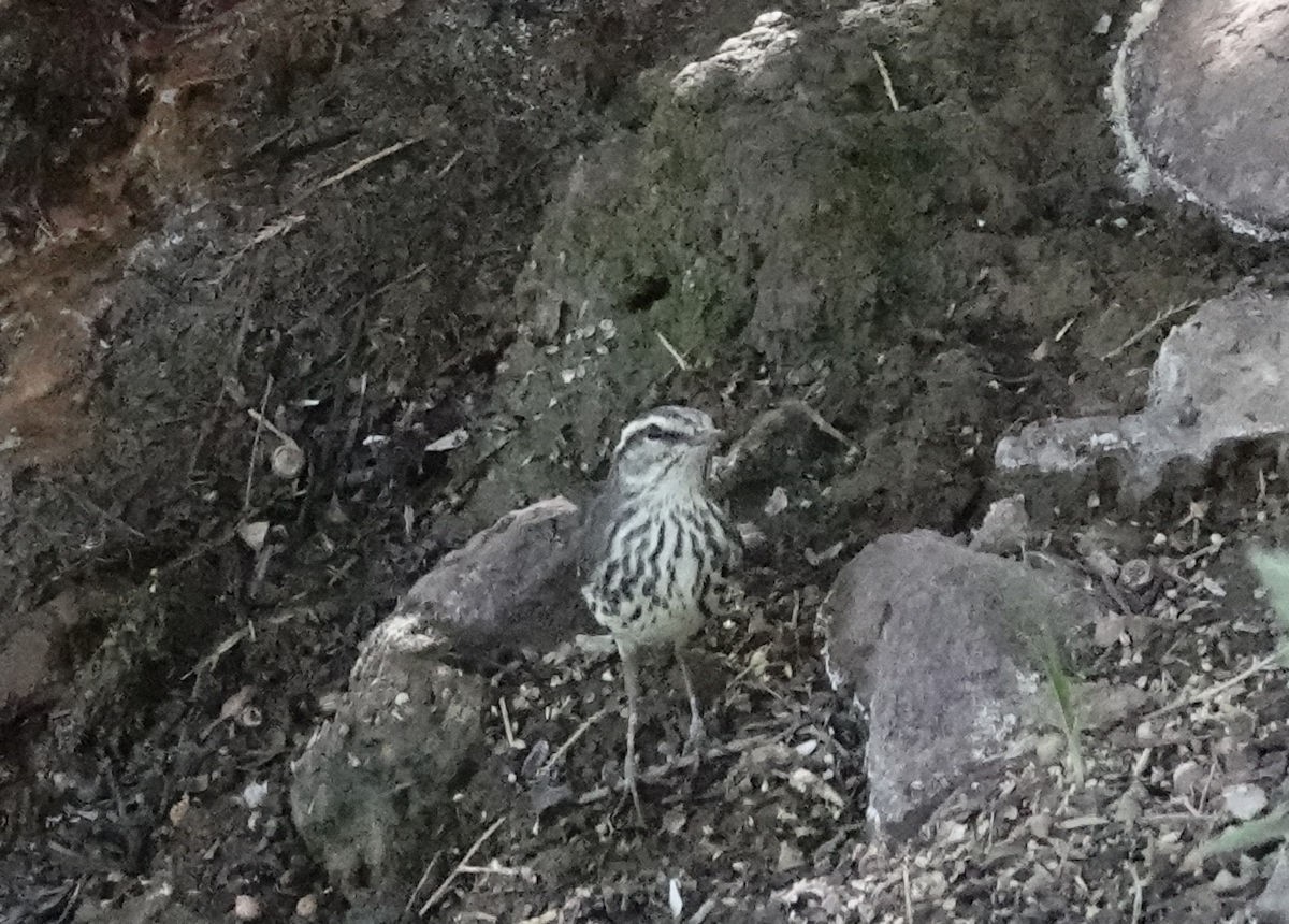 Northern Waterthrush - Henry Detwiler