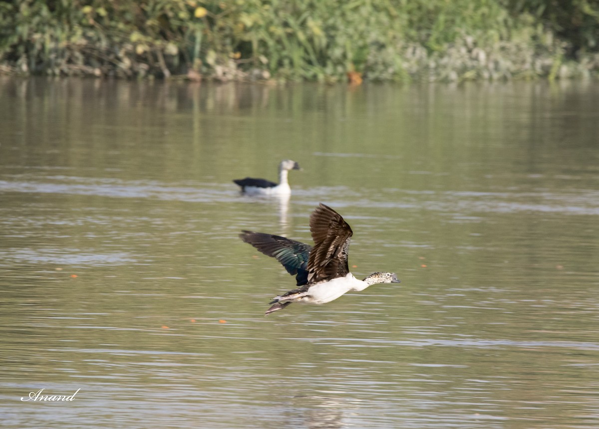 Knob-billed Duck - ML619033680