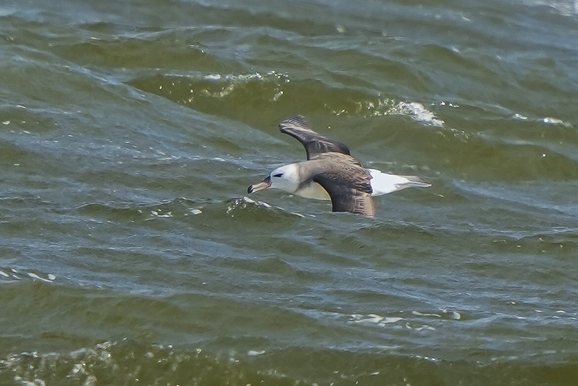 Black-browed Albatross - Luis Piñeyrua