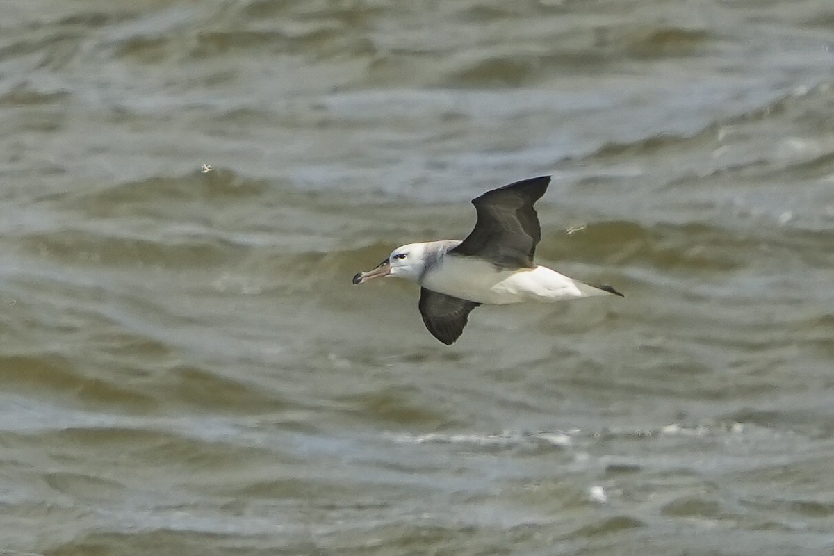 Black-browed Albatross - Luis Piñeyrua