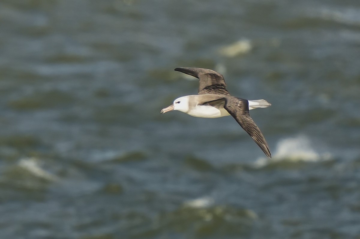 Black-browed Albatross - Luis Piñeyrua