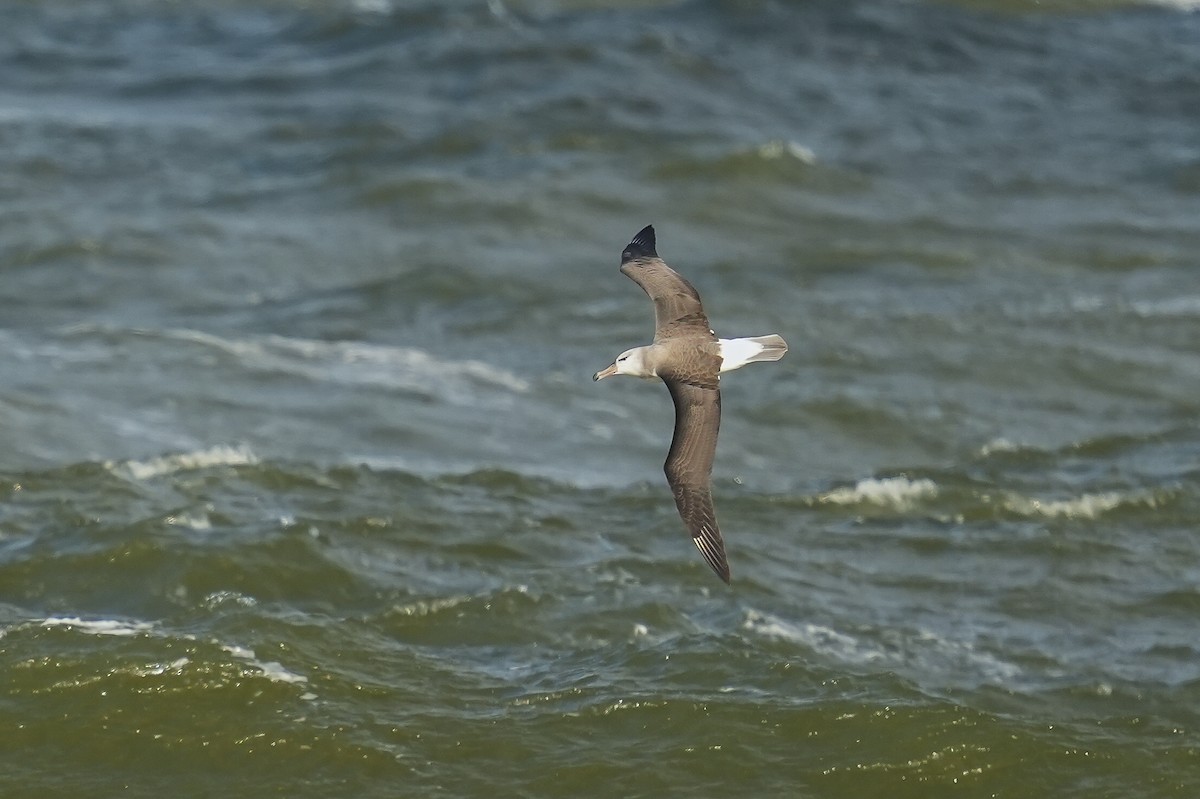 Black-browed Albatross - Luis Piñeyrua