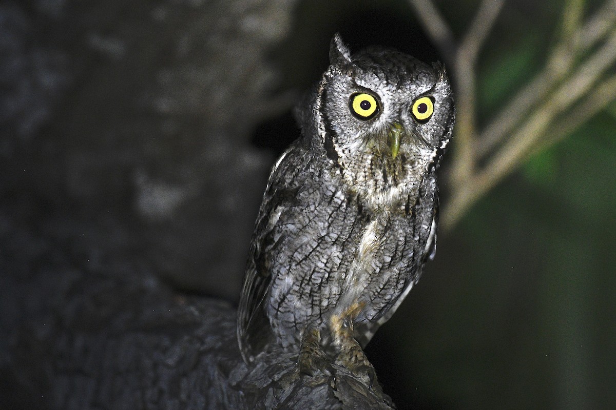 Eastern Screech-Owl (McCall's) - ML619033694