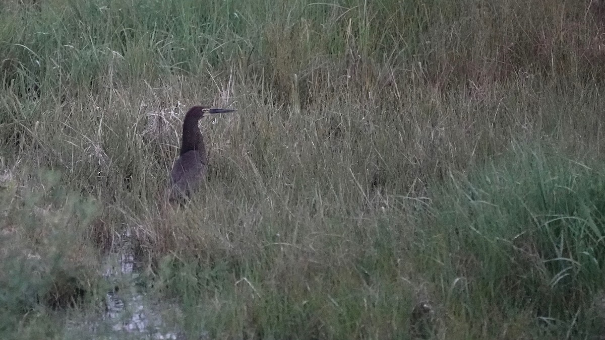 Rufescent Tiger-Heron - Indira Thirkannad